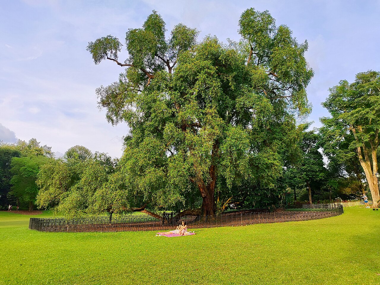 Cyclone Season in the Bay of Plenty: Storm-Damaged Trees
