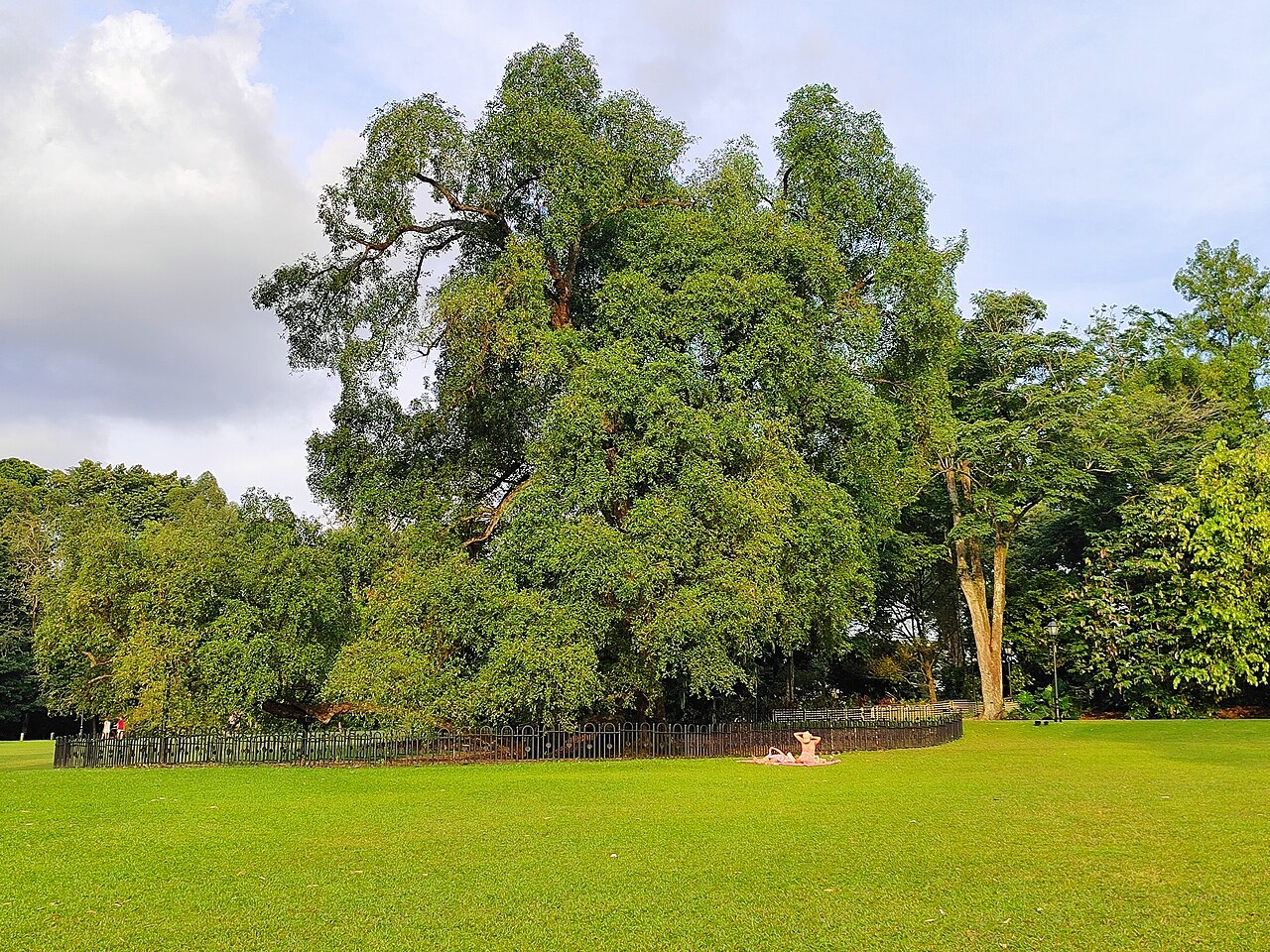 When Do You Need an Arborist in Tauranga?